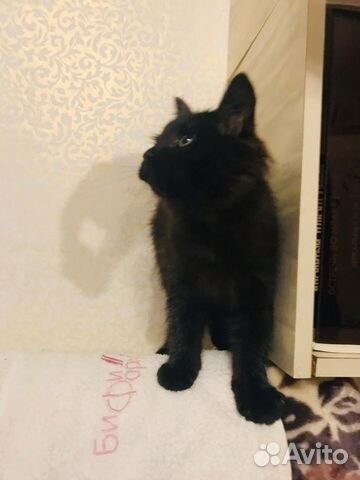 Замечательный Кот