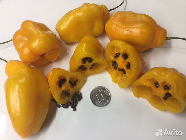 Семена острых перцев хабанеро, рокото итд