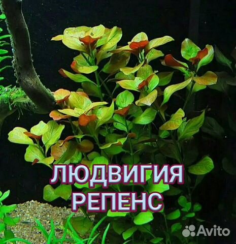 Аквариумные растения купить на Зозу.ру - фотография № 9