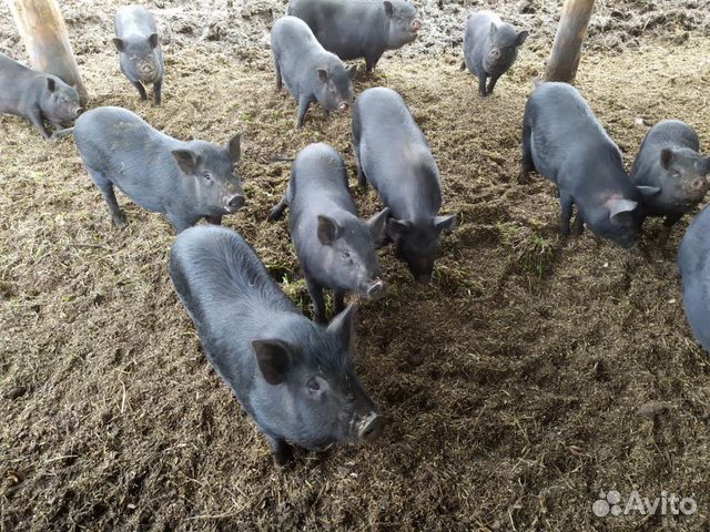 Поросята. Мясо свиней купить на Зозу.ру - фотография № 1