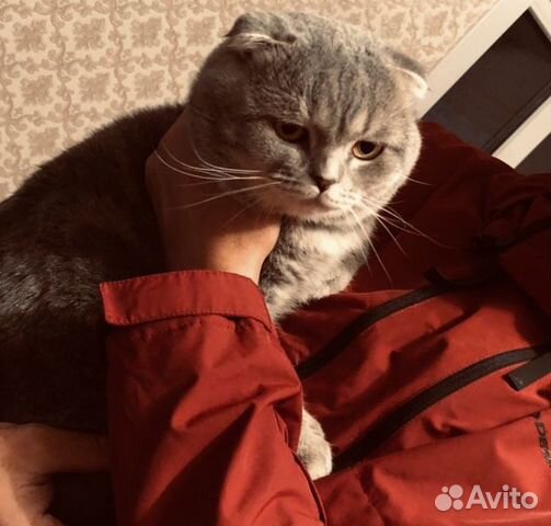Кот Саймон ищет подружку купить на Зозу.ру - фотография № 7