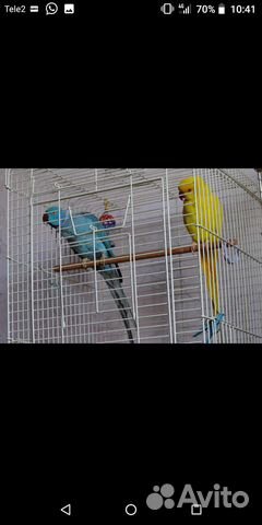 Жёлтый Ожереловый попугай. Девочка купить на Зозу.ру - фотография № 1