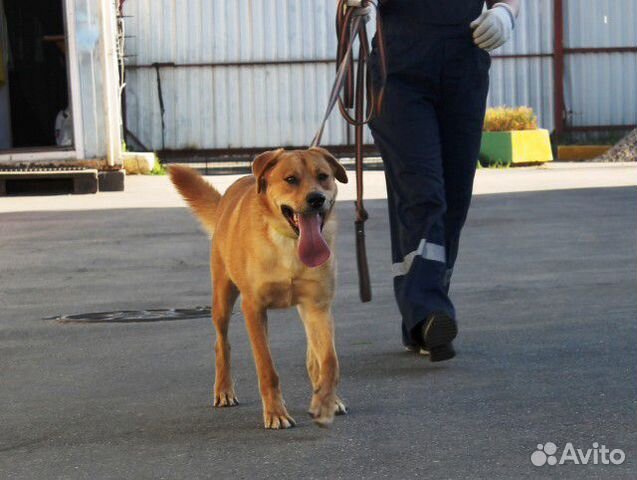 Бун - жизнерадостный молодой пёс в добрые руки купить на Зозу.ру - фотография № 6