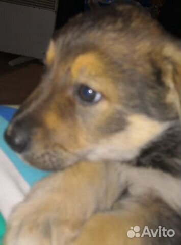 Отдам в хорошие руки