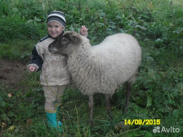 Овцы и ярки купить на Зозу.ру - фотография № 5