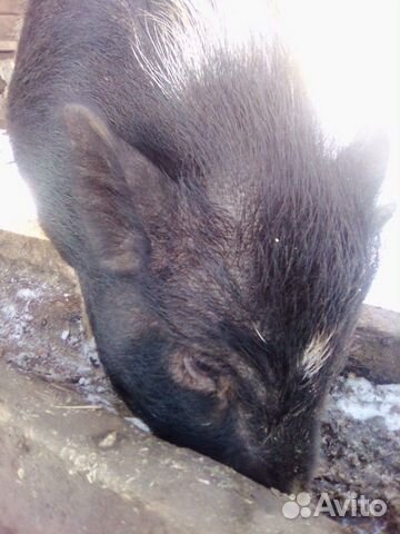 Вьетнамская свинья купить на Зозу.ру - фотография № 3