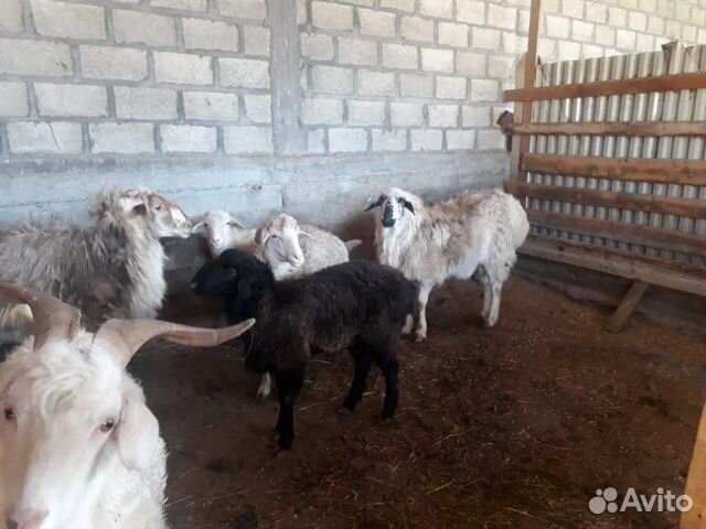 Овцы на хьакъикъат цена договарная купить на Зозу.ру - фотография № 4