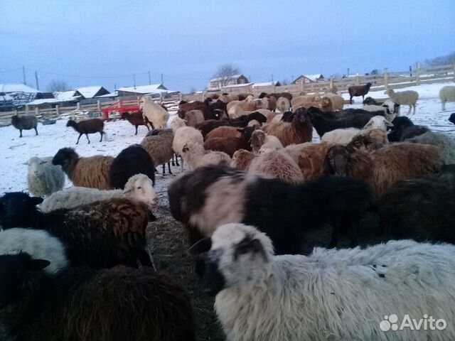 Овцы купить на Зозу.ру - фотография № 9