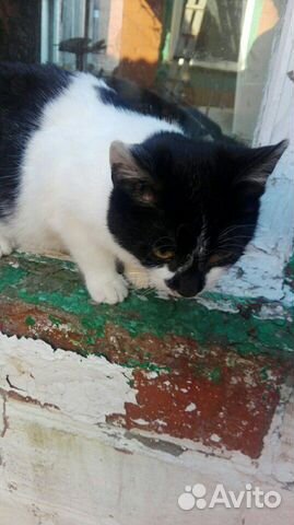 Котенок мальчик в добрые руки