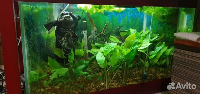 Аквариум, рыбки, водоросли купить на Зозу.ру - фотография № 2