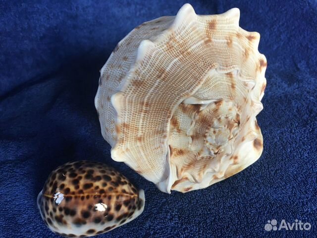 Раковина моллюска Cassis Cornuta (можно почтой) купить на Зозу.ру - фотография № 8