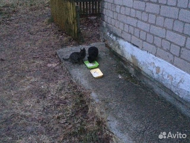 Котята ищут дом купить на Зозу.ру - фотография № 3