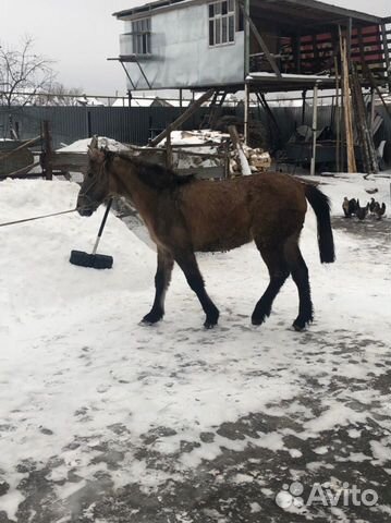 Продаются лошадь и жеребятя купить на Зозу.ру - фотография № 2