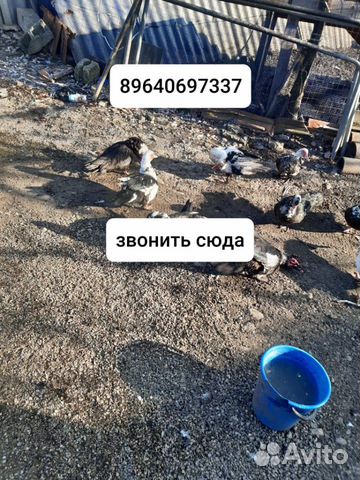 Утки купить на Зозу.ру - фотография № 4
