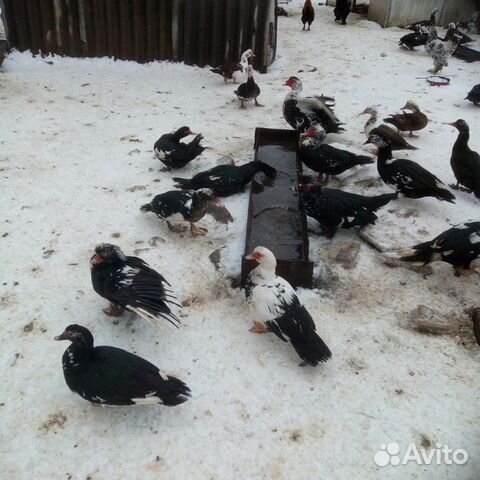 Утки шипуны купить на Зозу.ру - фотография № 1