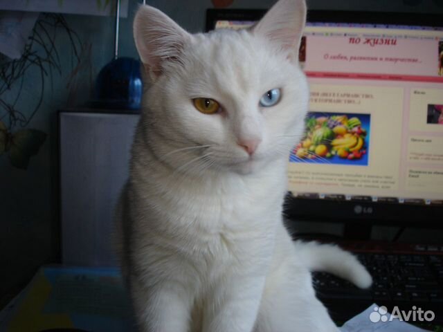 Вязка без оплаты с котом красавцем купить на Зозу.ру - фотография № 1