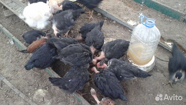 Цыплята голошейки купить на Зозу.ру - фотография № 1