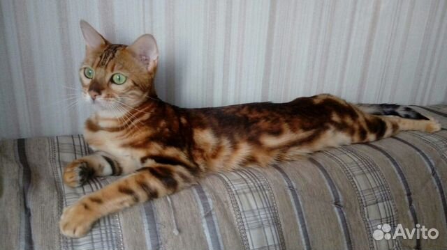 Вязка.Ищем Бенгальского кота для вязки купить на Зозу.ру - фотография № 3