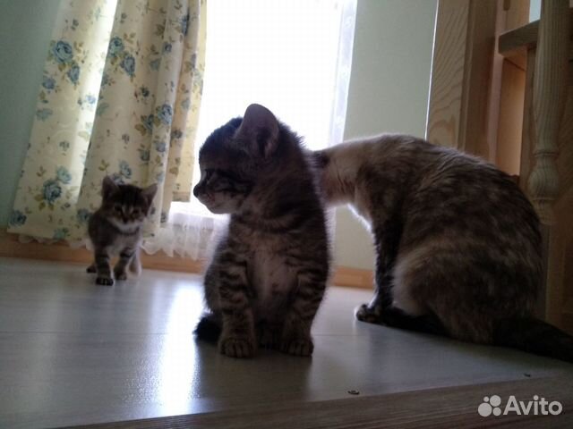 Ласковые котята в добрые руки купить на Зозу.ру - фотография № 7