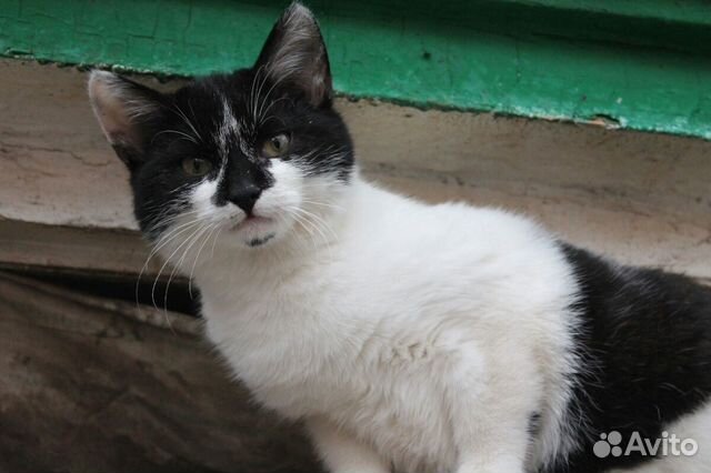 Котенок мальчик Кузя ищет дом