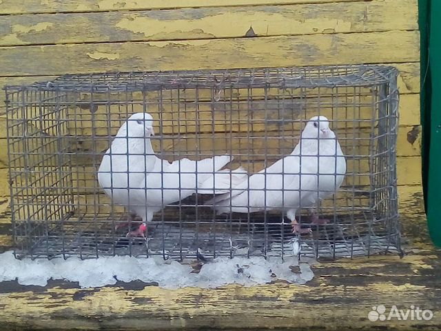 Домашние летне голуби купить на Зозу.ру - фотография № 1