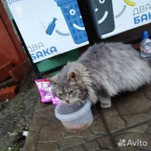 Пристраивается кошка купить на Зозу.ру - фотография № 1