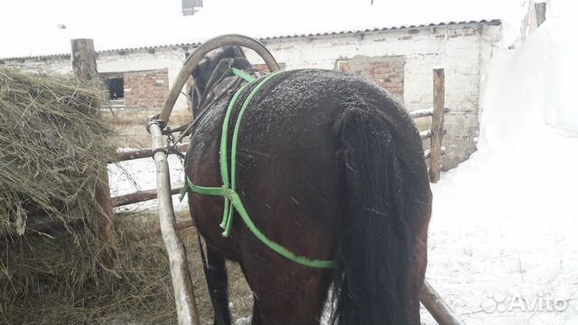 Продажа лошади купить на Зозу.ру - фотография № 2