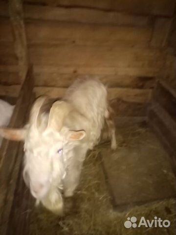 Продам козу и козла купить на Зозу.ру - фотография № 5