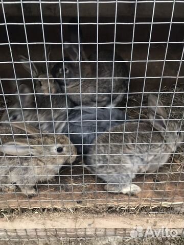 Кролики большие. Мать и 5 крольчат купить на Зозу.ру - фотография № 4