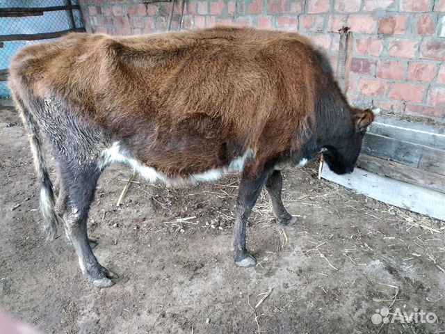 Продаю корову купить на Зозу.ру - фотография № 3