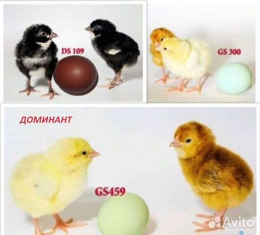 Инкубационное яйцо из Европы купить на Зозу.ру - фотография № 2