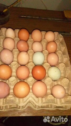 Яйца и птицы (бентамки, куры) купить на Зозу.ру - фотография № 8