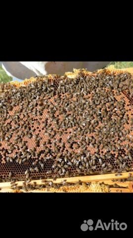 Пчелопакеты май 2020 купить на Зозу.ру - фотография № 1