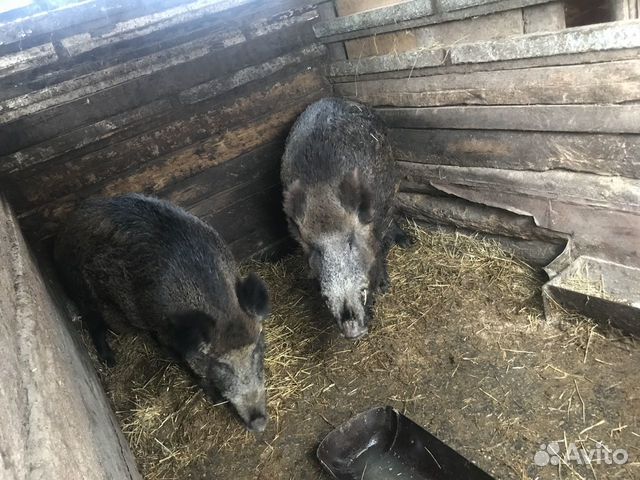 Кабан и свинка купить на Зозу.ру - фотография № 3