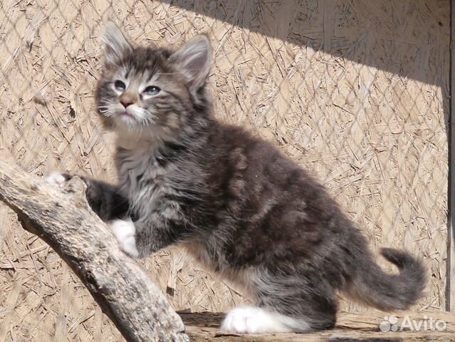 Норвежский Лесной Кот Купить Котенка