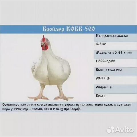 Цыплята-бройлеры купить на Зозу.ру - фотография № 1
