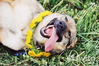 Позитивная собака Томми в добрые руки бесплатно купить на Зозу.ру - фотография № 4