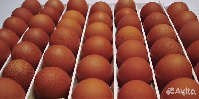 Инкубационное яйцо в ассортименте купить на Зозу.ру - фотография № 2