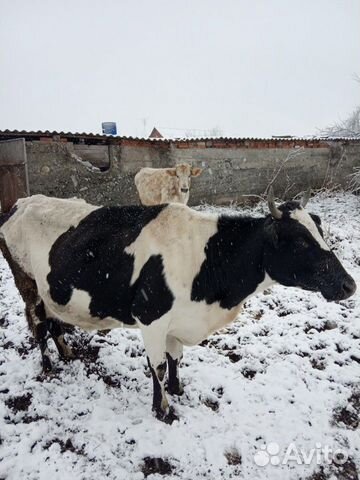 Корова и бычки купить на Зозу.ру - фотография № 1
