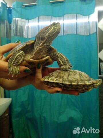 Американские пресноводные красноухие черепахи купить на Зозу.ру - фотография № 1