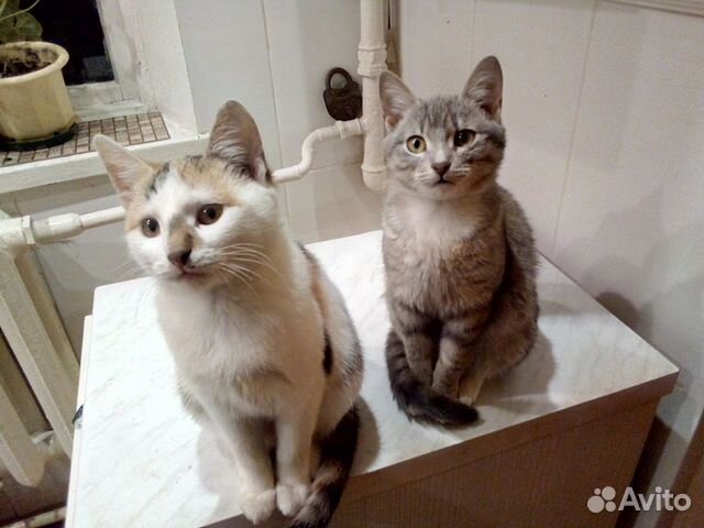 Кошечки в добрые руки