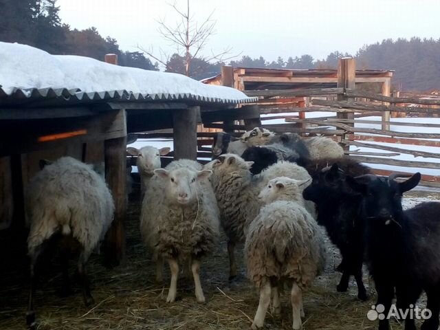 Овцы купить на Зозу.ру - фотография № 6