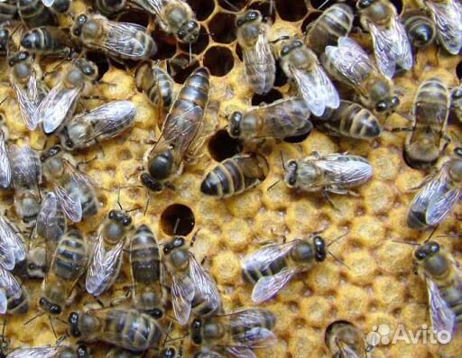 Пчёло - пакеты купить на Зозу.ру - фотография № 1