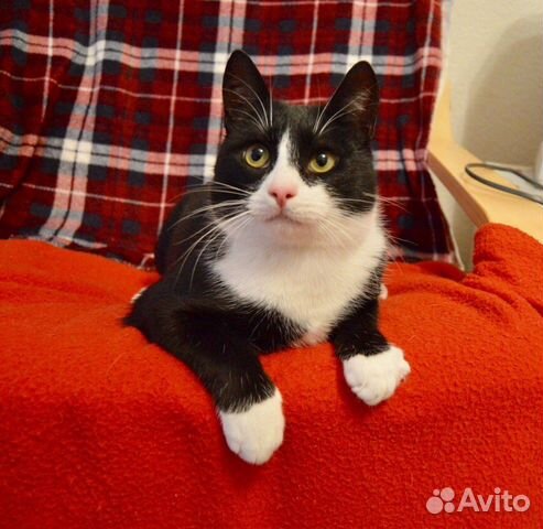 Котик Борис (9 месяцев)