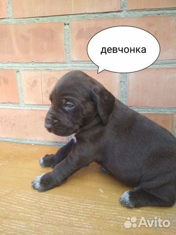 Дратхаар щенки купить на Зозу.ру - фотография № 5