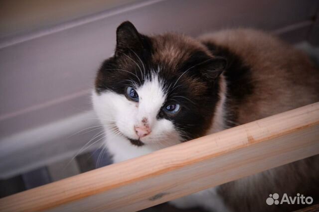 Кошка Груша ищет дом купить на Зозу.ру - фотография № 5