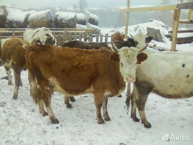 Телка нетель корова купить на Зозу.ру - фотография № 2