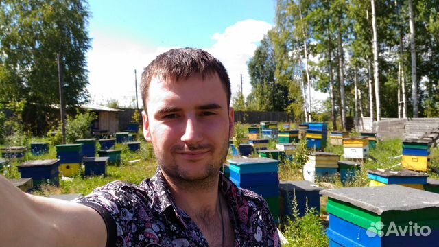 Пчеломатки среднерусской породы. Предзаказ 2020г купить на Зозу.ру - фотография № 4