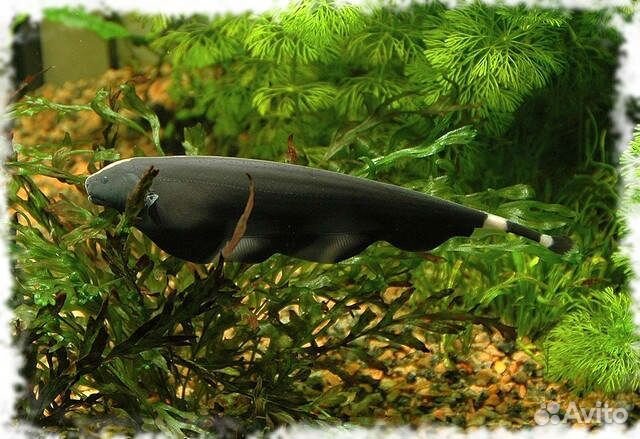 Аквариумная рыбка черный нож купить на Зозу.ру - фотография № 1