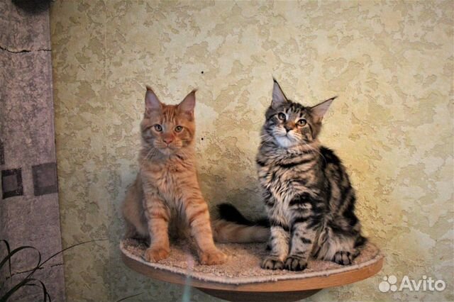 Котята мейн-кунята